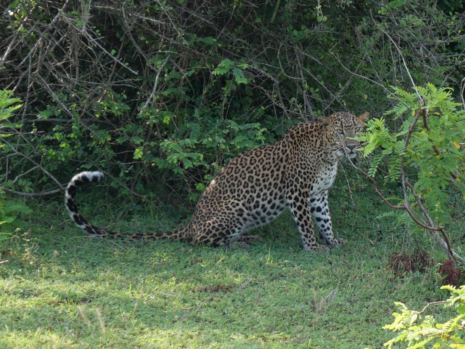 Suduweli Beauties of Nature Kirinda  Extérieur photo